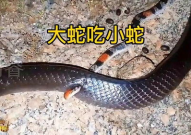 网红小蛇蛇,网络红人的崛起与影响力